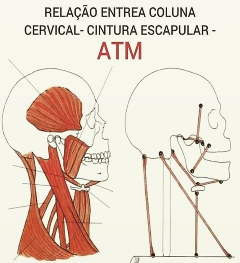 Ilustração da relação entre coluna cervical, cintura escapular e ATM, mostrando os músculos do pescoço e da mastigação conectados